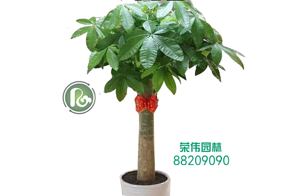 單桿發財樹吸收甲醛凈化空氣