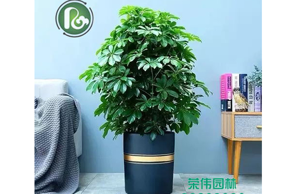 搖錢樹(shù)吸收甲醛凈化空氣